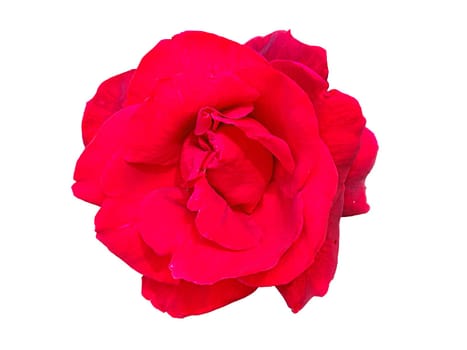 Red rose flower as a symbol of love, isolate on a transparent background.