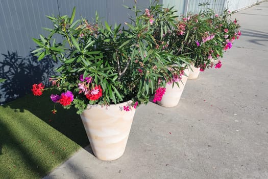 blooming pink oleander and pelargonium in outdoor planters in sunlight.