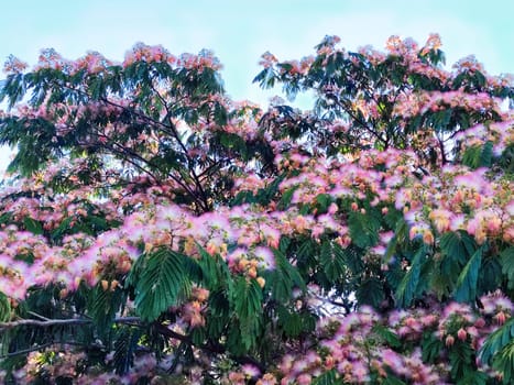 Blooming Japanese acacia Albizia in summer against the blue sky close-up