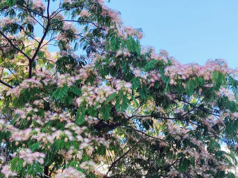 Blooming Japanese acacia Albizia in summer against the blue sky close-up