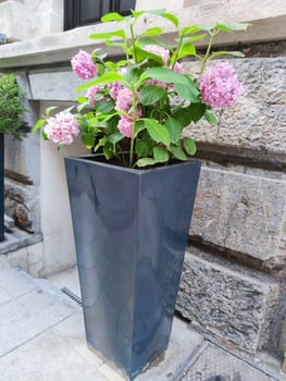 blooming pink hydrangea in a tall ceramic pot outdoors close-up