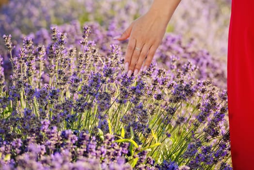 Woman's hand touching lavender. Close-up.
