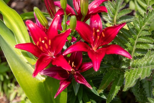 Brunch of dark red Lilys in the Botanica Gardens Wichita Kansas. High quality photo