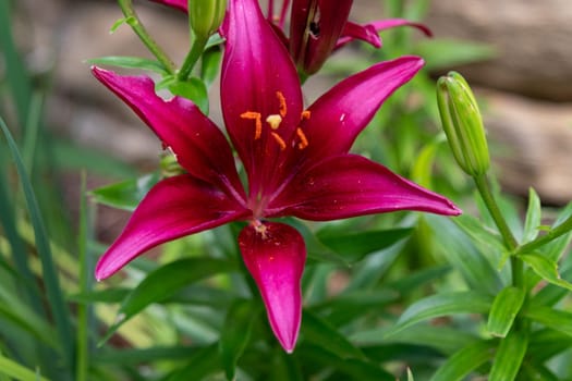 Single dark red Lilys in the Botanica Gardens Wichita Kansas. High quality photo