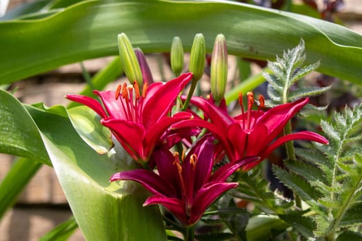 Side View of a Brunch of dark red Lilys in the Botanica Gardens Wichita Kansas. High quality photo