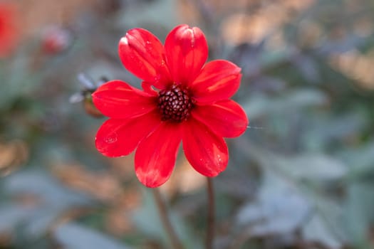 single bright red dahlia with long stem Botanica Gardens Wichita Kansas. High quality photo