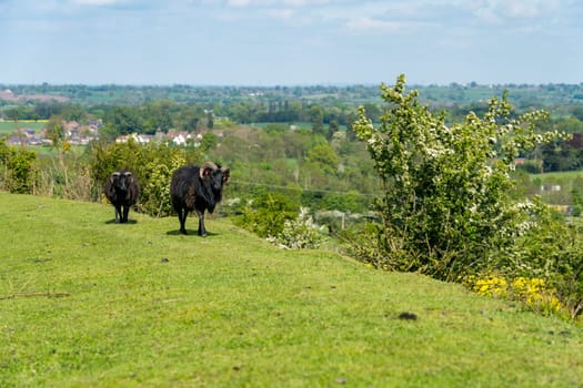 Dark brown horned ram sheep on the slopes of Old Oswestry hill fort in Shropshire