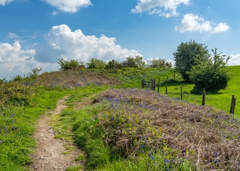 Spring bluebells on the slopes of Old Oswestry hill fort in Shropshire