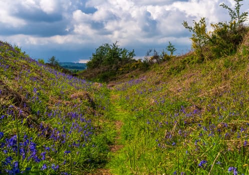 Spring bluebells on the slopes of Old Oswestry hill fort in Shropshire