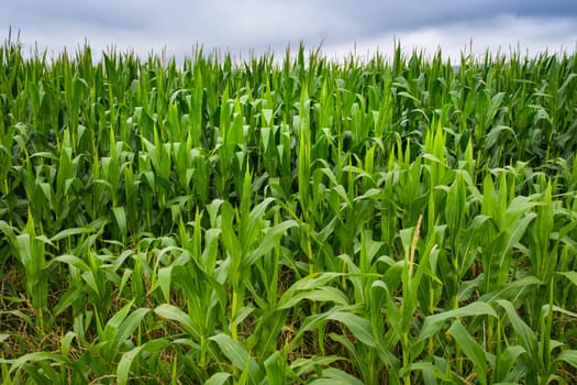 Close-up of a corn plantation with very overgrown plants and intense green color.