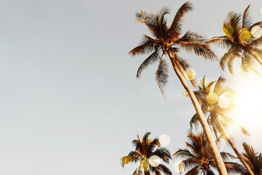 Tropical palm coconut trees on sunset sky flare and bokeh nature