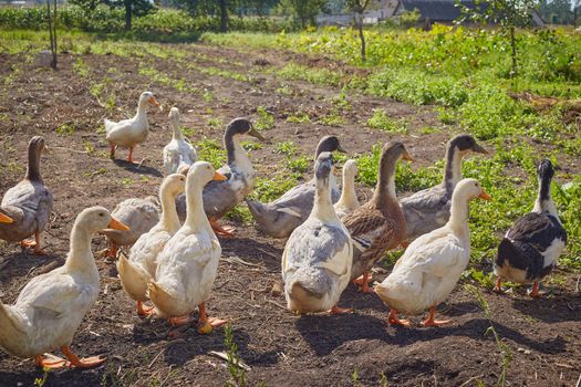 Domestic white Gems and gray ducks came out to feed