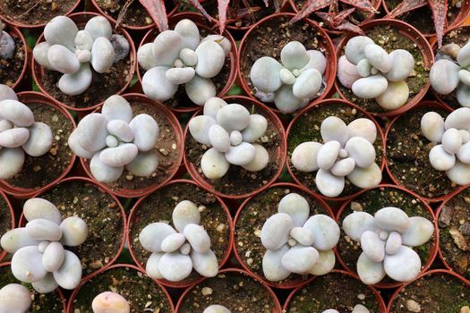Growing of ornamental plants - various succulents - Pachyphytum