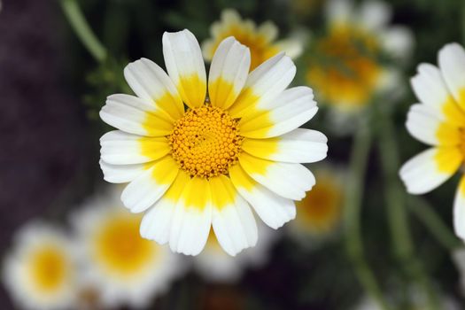 Garland chrysanthemum - an edible plant rich in minerals and vitamins