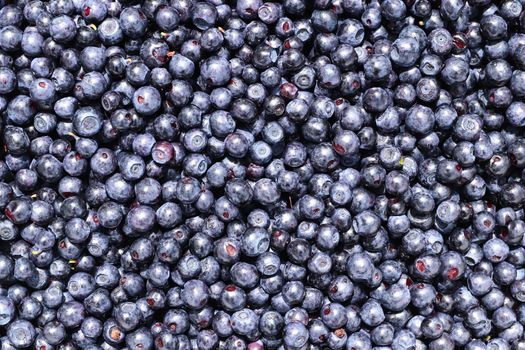 Blueberries - small sweet blue-black edible and health berry of the blueberry plant