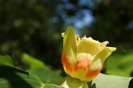 Tree in blossom - yellow poplar - detail of the bloom