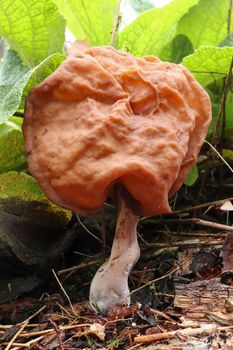 Gyromitra infula, commonly known as the hooded false morel or the elfin saddle, is an inedible fungus. It is found in the Northern Hemisphere, usually in the late summer and autumn.