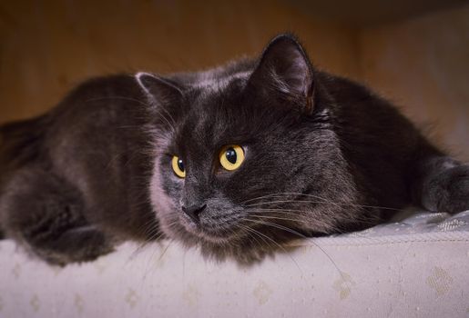 the nebelung cat is on the back of the sofa