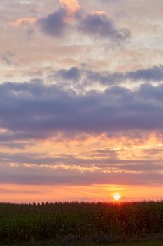 Sunrise over summer corn field. Agriculture background