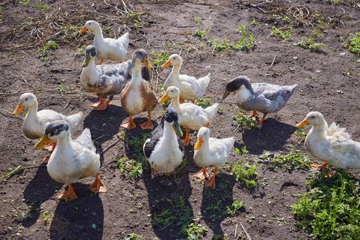Domestic ducks walk in the field