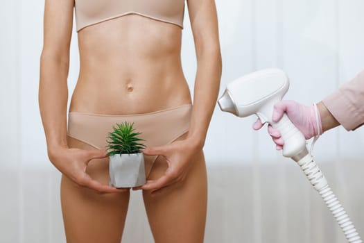 Woman holds a cactus on the background of panties. Close-up of bikini area depilation. Hair removal, joke, laser epilation, fun. Concept bikini laser hair removal.