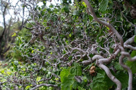 A Group of Cork Screw branches on trees . High quality photo