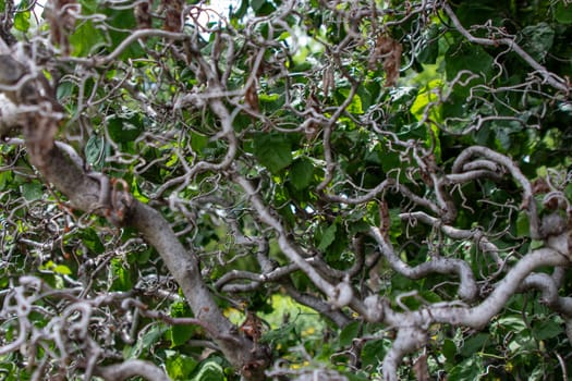 A cluster of Cork Screw branches on a tree . High quality photo