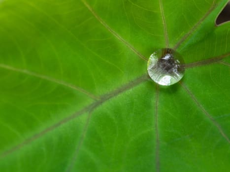 The Droplet water on the colocasia leaf