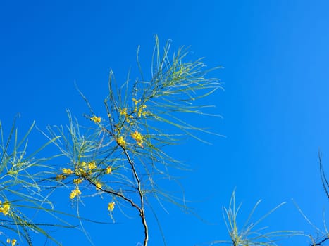 Yellow flowers and needle shaped leaves of Parkinsonia aculeata