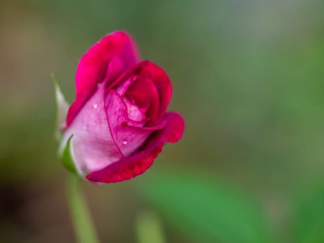 Midnight Blue rose begin to bloom the petals slowly bloom