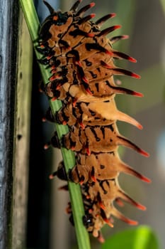 The pale brown color with long protrusions resembling thorns of the Golden Birdwing caterpillar