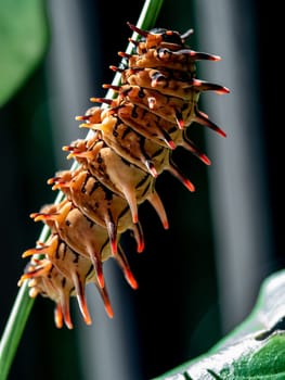 The pale brown color with long protrusions resembling thorns of the Golden Birdwing caterpillar