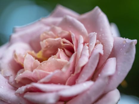 Shape and colors of Koko Loco roses that blooming
