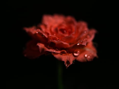 Shape and colors of miniature roses that begin to bloom