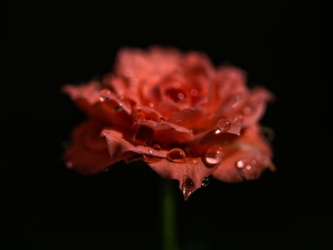 Shape and colors of miniature roses that begin to bloom