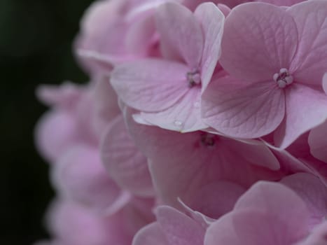 Close-up photo of a bouquet of pink hydrangeas flowers