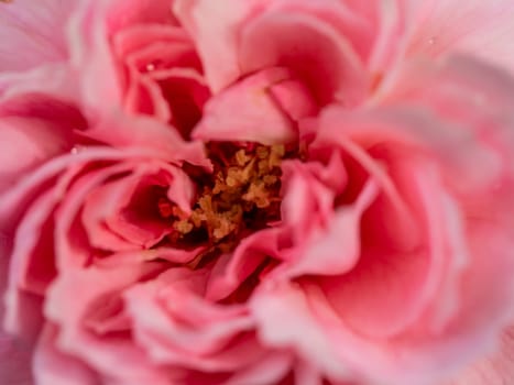 Close-up delicate Princess Meiko rose pollens and petals as nature background