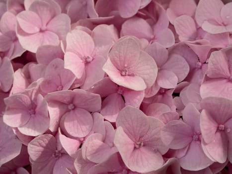 Close-up photo of a bouquet of pink hydrangeas flowers