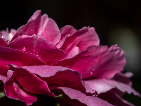 Close-up delicate Claude Brasseur rose petals as nature background