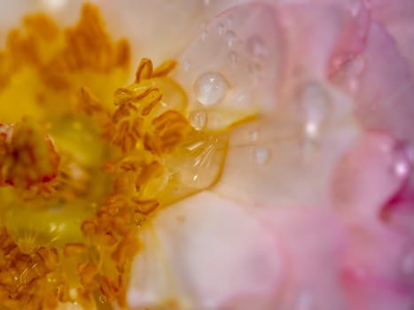 Close-up delicate "Sea Anemones" rose petals as nature background