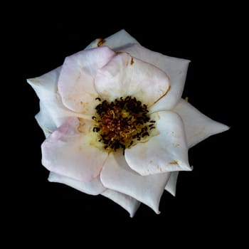 The wounded petals of a withering rose isolated on black background