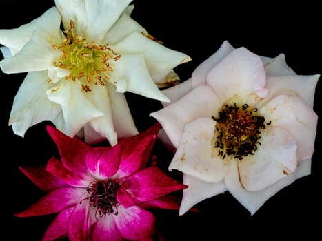 The wounded petals of a withering rose isolated on black background