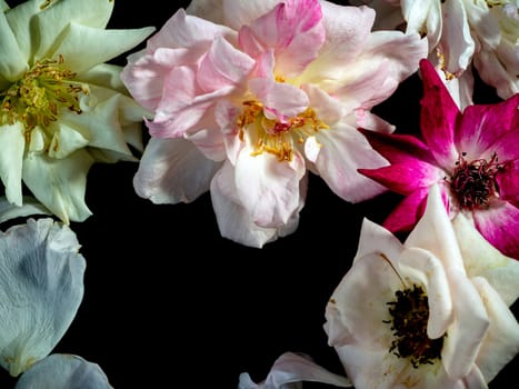 The wounded petals of a withering rose isolated on black background