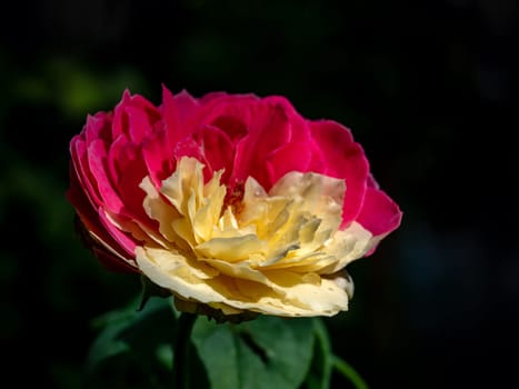 Shape and bicolors petals of Fugetsu the Japanese garden rose