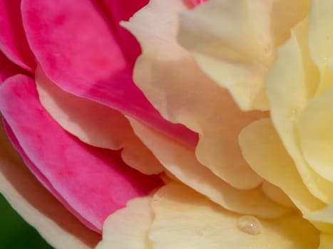 Close-up delicate bicolor petals of Fugetsu rose as nature background