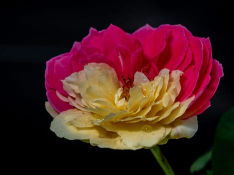 Shape and bicolors petals of Fugetsu the Japanese garden rose