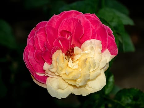 Shape and bicolors petals of Fugetsu the Japanese garden rose