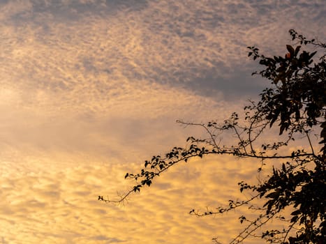 The silhouette tree branch and the fluffy clouds floating on the vivid color of light of the morning sky