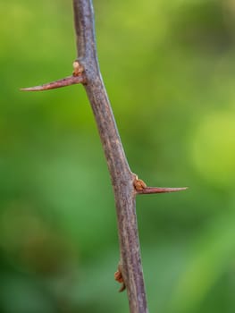 Sharp thorns on the Paper flower branches