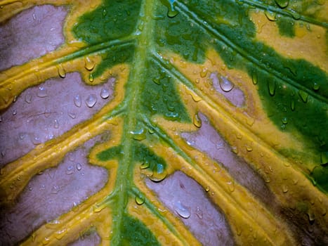 Brown yellow and green in the wounded surface of a withering Alocasia leaf